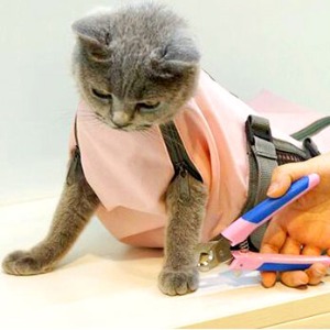 (CA-065) 고양이 그루밍캐리어_핑크